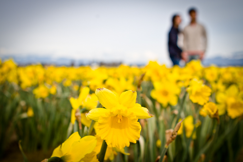 tulip festival seattle wa engagement session