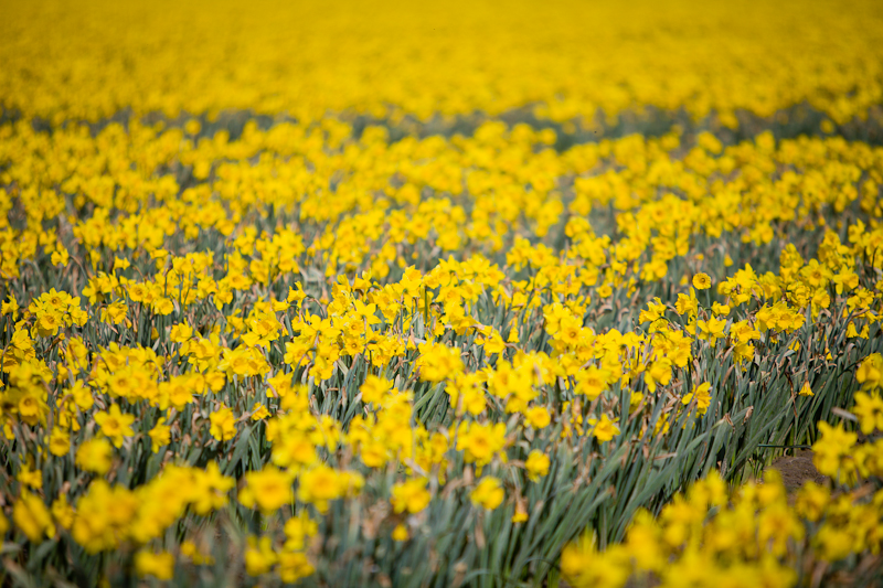 tulip festival seattle wa engagement session