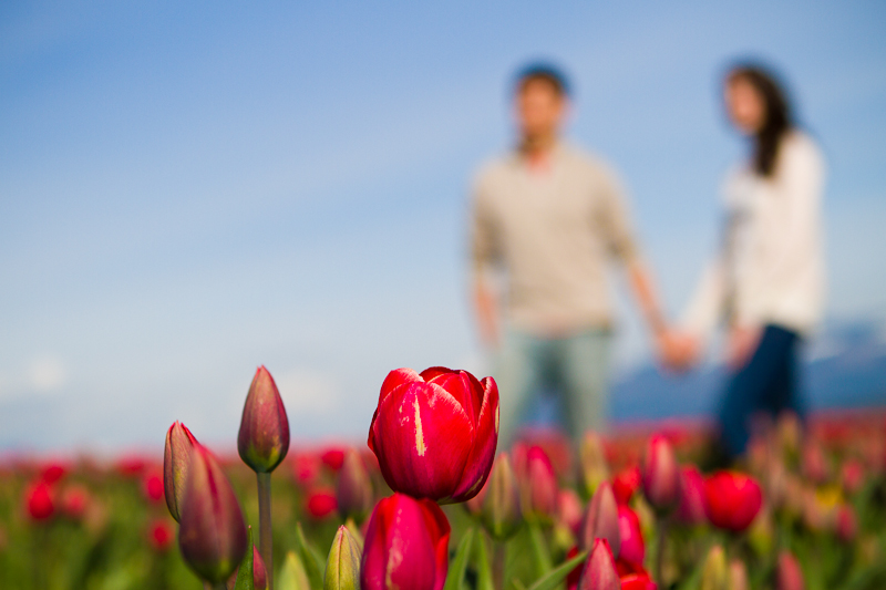 tulip festival seattle wa engagement session
