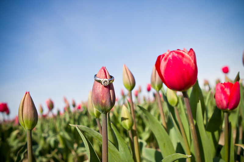tulip festival seattle wa engagement session